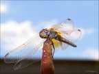 Libellula sotto il sole Libellula sotto il sole