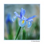 Risvegli Primaverili Risvegli Primaverili