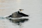 Cormorano Cormorano