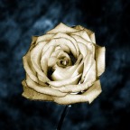 white rose white rose