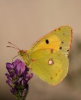 Colias crocea