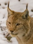 Ritratto di Lince europea - Parco d'Abruzzo.