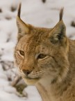 occhi di Lince occhi di Lince
