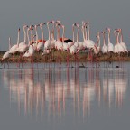 Il Corteggiamento Il Corteggiamento