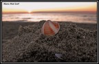 CONCHIGLIA AL TRAMONTO CONCHIGLIA AL TRAMONTO