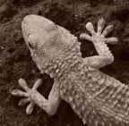 geko geko