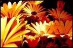Fiori Fiori