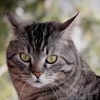 Sua Maestà in terrazzo Sua Maestà in terrazzo
