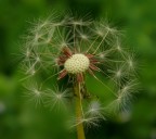 Soffione soffiato Soffione soffiato