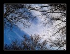 cielo sopra il bosco cielo sopra il bosco