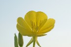 rugiada mattutina rugiada mattutina