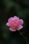 Sfumature di Rosa.... Sfumature di Rosa....