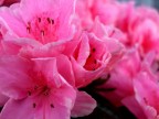 azalea.... azalea....