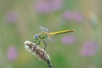 Libellula tra i cardi Libellula tra i cardi