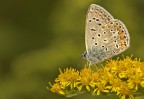 Polyommatus icarus Polyommatus icarus