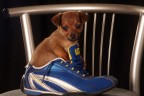 Cagnolino