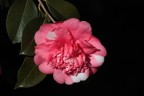 camelia camelia