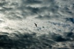 Gabbiano tra le nubi Gabbiano tra le nubi