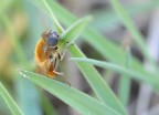 ape assonnata ape assonnata