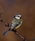cinciarella cinciarella