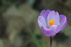 crocus crocus