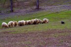 sheepdog sheepdog