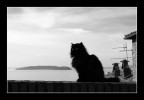 Come si sente un tembile gatto nero, protagonista di innumerevoli leggende dicerie e oscuri presagi, quando viene sbeffeggiato da due semplici volatili?

(Vista dell'isola maggiore sul Trasimeno dalla cittadella di Passignano PG)