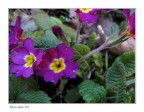 Violette