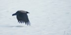 Un semplice corvo