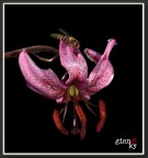 dittero e giglio martagone dittero e giglio martagone