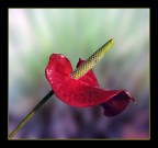 anthurium anthurium