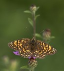 Melitaea phoebe Melitaea phoebe
