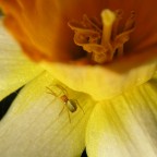 Ragnetto sul narciso Ragnetto sul narciso