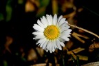 Bellis perennis Bellis perennis