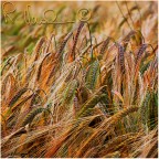 Colori del grano Colori del grano