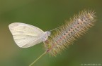 Pieris brassicae Pieris brassicae