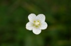 foto effettuata con focale 190 mm (con impostazione macro disinserita)
