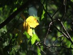 Segnali d'autunno Segnali d'autunno