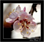 diventerò albicocca diventerò albicocca