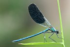 Damigella