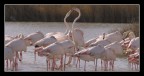 flamant 01 flamant 01
