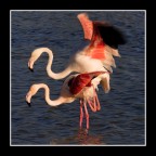 flamant 05 flamant 05