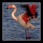 flamant 08 flamant 08