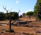 Ai templi di Paestum