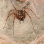 Cerchi rogne? Cerchi rogne?