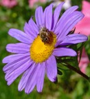 Ape Maia II Ape Maia II