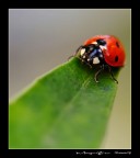 La fortuna vola La fortuna vola