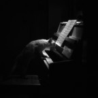 gattina pianista gattina pianista