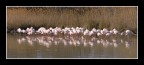 flamants 09 flamants 09