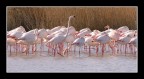 flamant 17 flamant 17